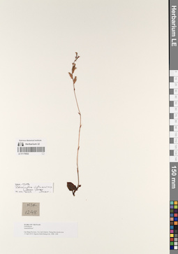 LE 01170532