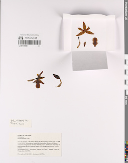 LE 01170559