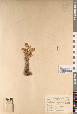 LE 01196284