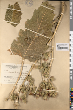 LE 01196919