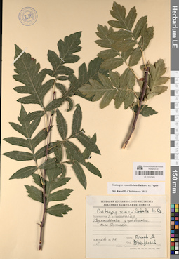 LE 01047568