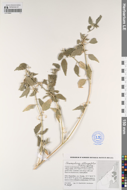 LE 01194041