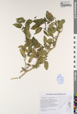 LE 01194056