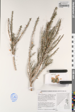 LE 01194065