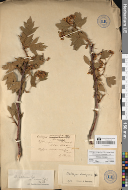 LE 01020770
