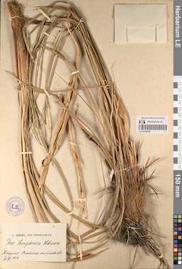LE 01236306
