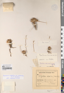LE 01197546