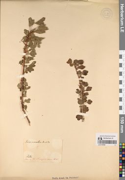 LE 01197681