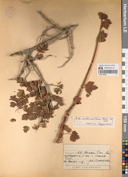 LE 01197696