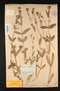 LE 01035274