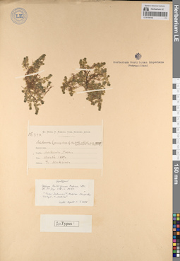 LE 01194152
