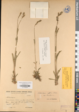LE 01035294