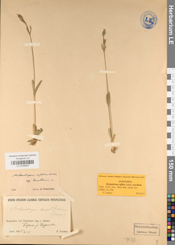LE 01035297