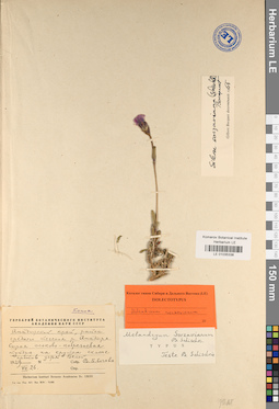 LE 01035338
