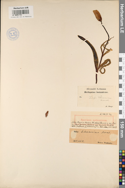 LE 00051732