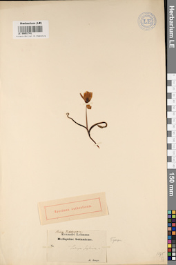 LE 00051741