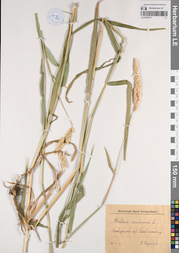 LE 01237017