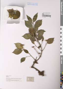 LE 01170586