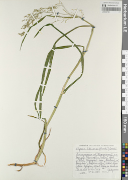 LE 01237183
