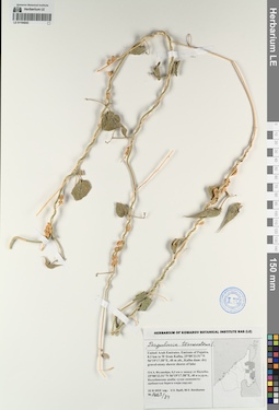 LE 01194242