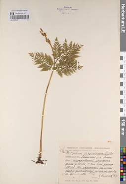 LE 01235206