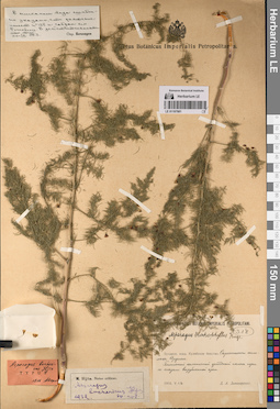 LE 01197981