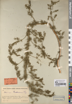 LE 01197982