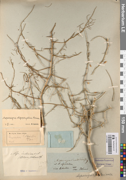 LE 01197985