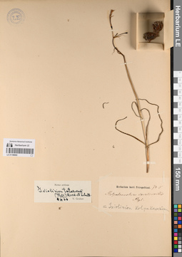 LE 01198065