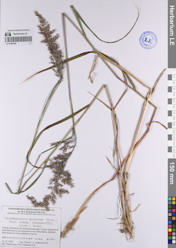LE 01080429