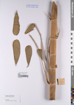 LE 01170774
