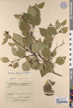 LE 01199018
