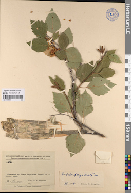 LE 01199024