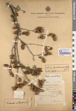 LE 01199035