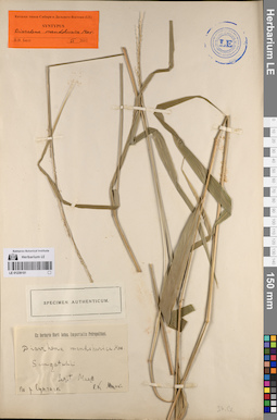 LE 01239181