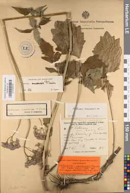 LE 01043416