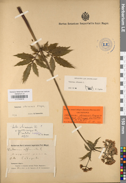 LE 01043418