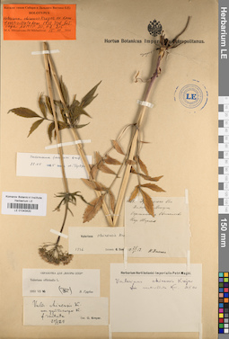 LE 01043420