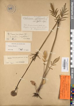 LE 01043425