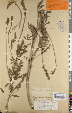LE 01053249