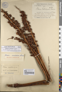 LE 01243193