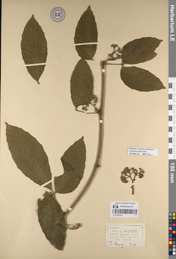 LE 01070374