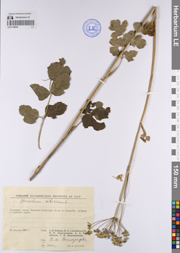 LE 01199436