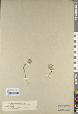 LE 01240191