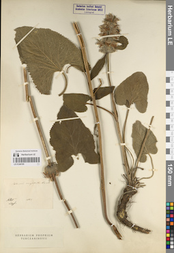 LE 01240195