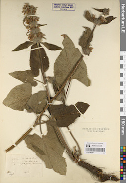 LE 01240196