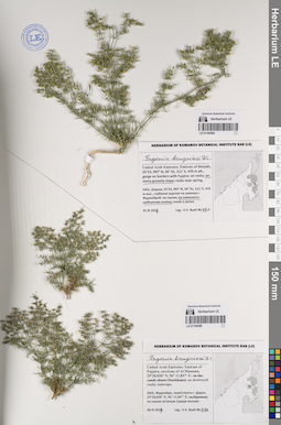 LE 01194596