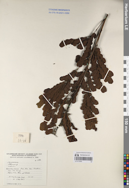 LE 01170938