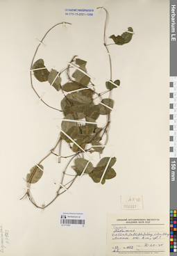 LE 01170807