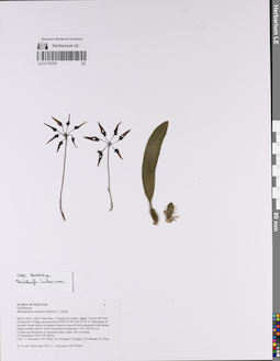 LE 01170787